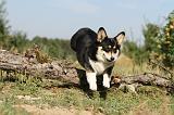 CORGI PEMBROKE 173